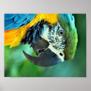 Recherche de maccaw posters Wildlife
