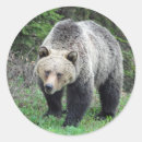 Search for alaska wildlife stickers Bear