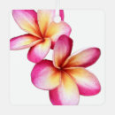 Recherche de plumeria ornements Frangipani