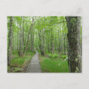 Search for forest path postcards Boardwalk