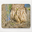 Search for barred owl electronics Usa
