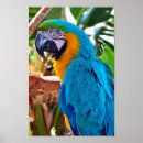 Search for macaw parrot posters Blue
