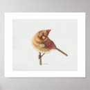Search for female cardinal art Bird