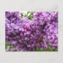 Search for colored photography Flower