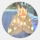 Search for moths stickers Nature