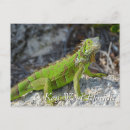 Search for iguana postcards Florida