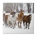 Search for western tiles North america