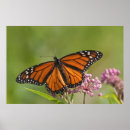 Search for milkweed butterfly posters Danaus plexippus