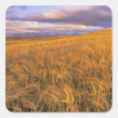 Recherche de champ de blé autocollants Ferme