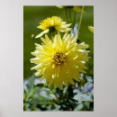 Recherche de fleur de dahlia posters Floraison