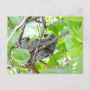 Recherche de gorges cartes postales Animal