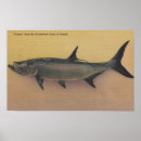 Search for tarpon posters Lantern