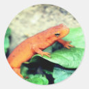 Search for newts stickers Animal