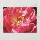 Recherche de peigne cartes postales Rose