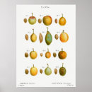 Search for vintage peach illustration posters Botanical