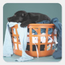 Search for sleeping dog stickers Studio shot