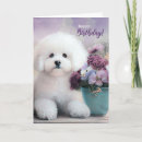 Search for bichon frise birthday cards Dogs
