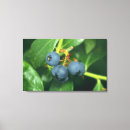 Recherche de buisson de myrtille Myrtilles