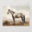 Recherche de appaloosas cartes postales Chevaux