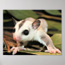 Recherche de wild animal posters Cute