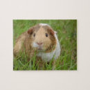 Search for guinea pig puzzles Cavy