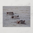 Search for hippos photography Wildlife