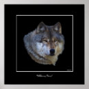 Recherche de alpha loup art Faune