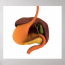 Search for human digestive system posters Detail