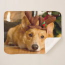 Search for christmas corgi blankets Pembroke welsh corgi