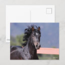 Search for bob postcards Black
