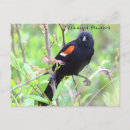 Recherche de ailes cartes postales Animaux