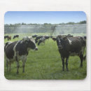 Search for holsteiner mousepads Cattle