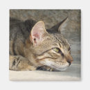 Search for thought image Cat