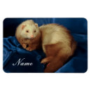 Search for ferret magnets Weasel