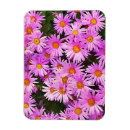 Recherche de marguerite rose magnets Jolie