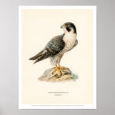 Recherche de faucon posters Vintage