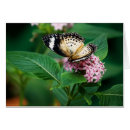 Search for little wing cards Butterfly