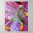Search for stargazer posters Lilies