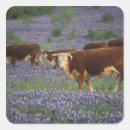 Search for texas bluebonnet stickers Field