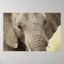 Search for elephant image posters Elephants