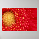 Search for red daisy posters Petals
