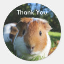 Search for guinea pigs stickers Cavies