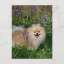 Search for spitz postcards Pomeranian