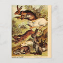 Search for hare paintings postcards Bunny