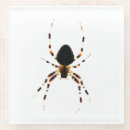 Recherche de arachnide dessous de verres Araignée