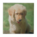 Search for golden retriever dog tiles Puppy