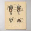 Search for larynx Anatomy
