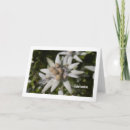 Search for edelweiss flower Swiss