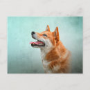Search for inu postcards Animals