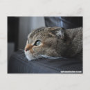 Recherche de attente cartes postales Mignonette